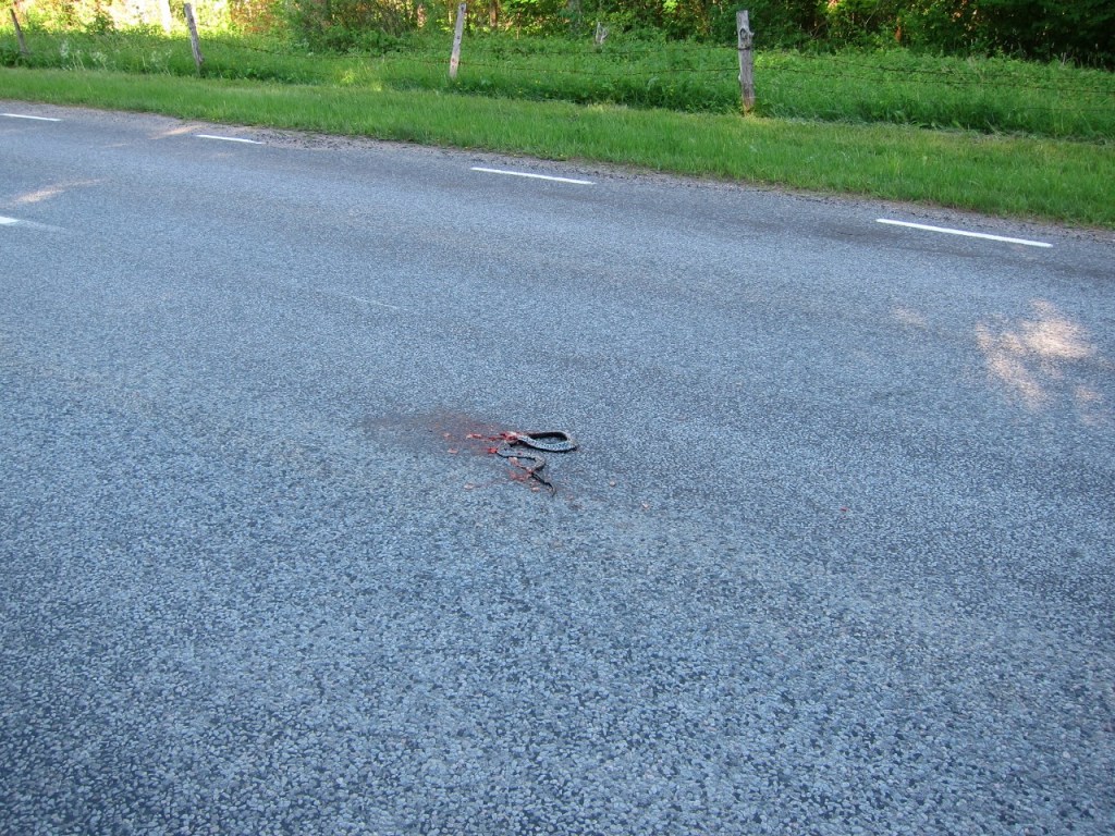 roadkill