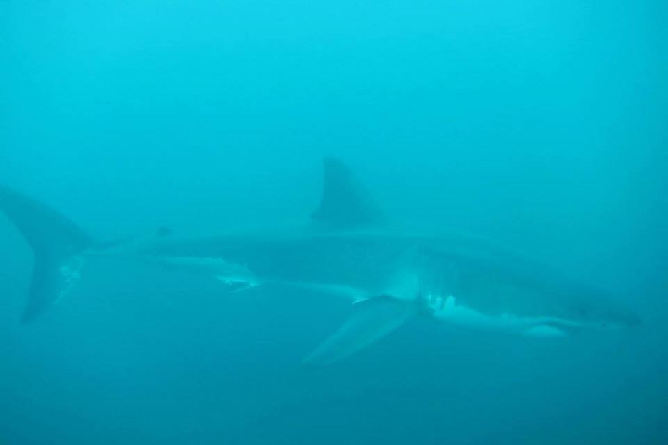 Stewart Island cage diving