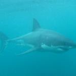 I Dived with 3 Stewart Island Great White Sharks