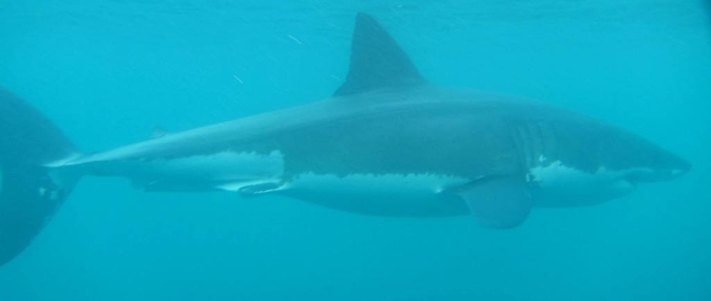 Stewart Island cage diving