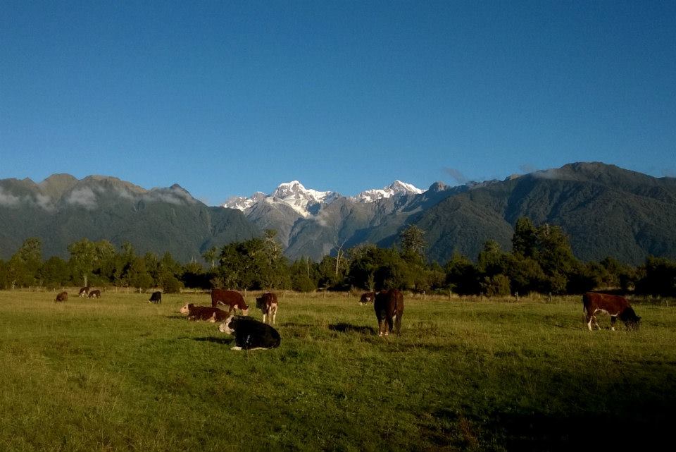 NZ Travel Mt Tasman and Mt Cook with cows