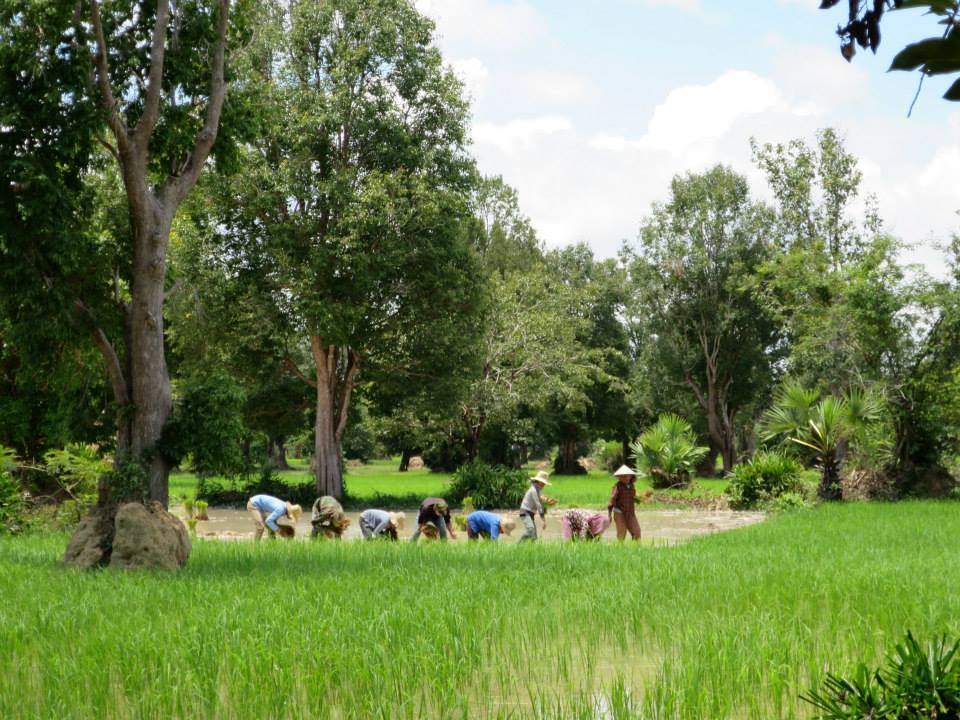 Rice farmers at work