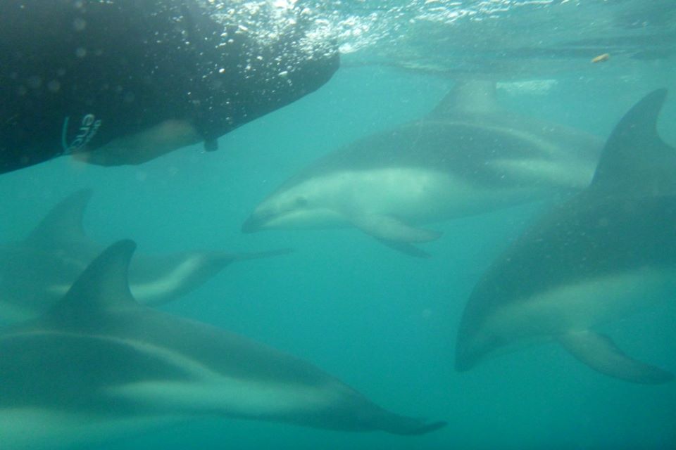 Dolphin Encounter