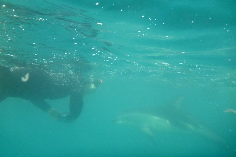 Dolphin Encounter