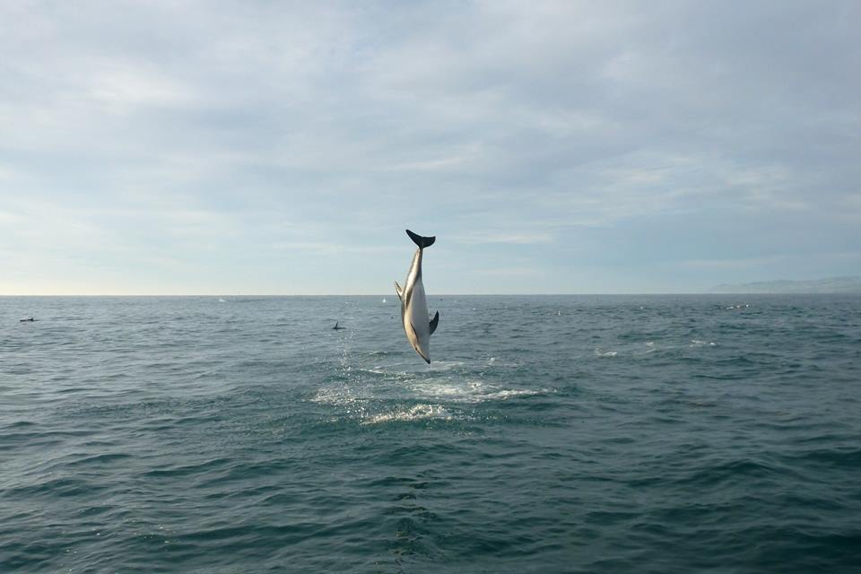 Dolphin Encounter