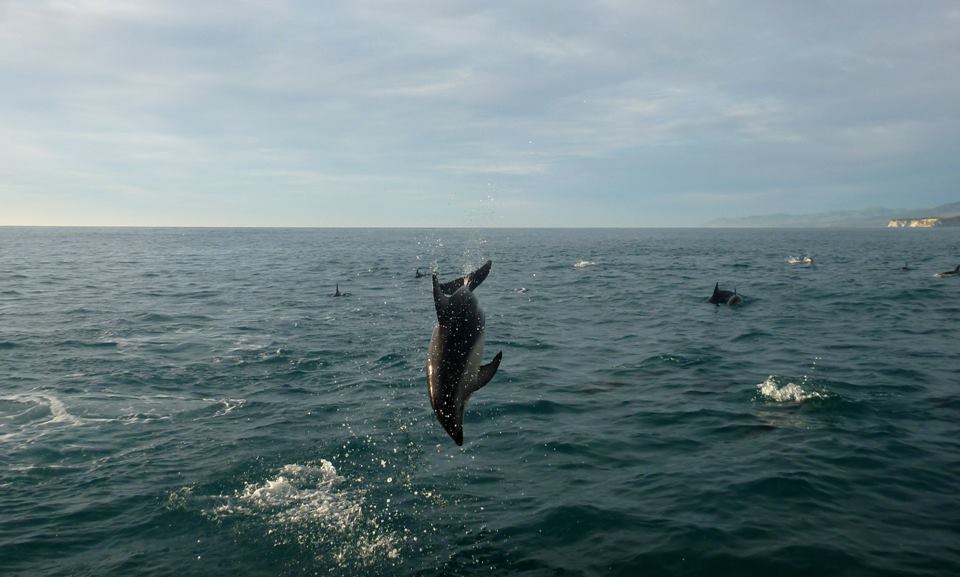 Dolphin Encounter