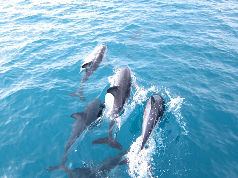 Dolphin Encounter