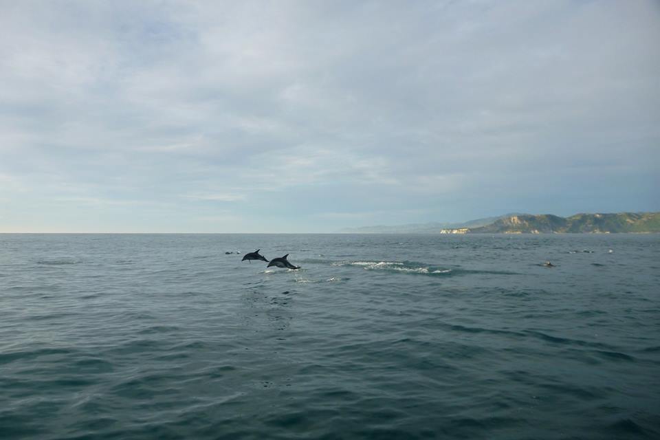 Dolphin Encounter
