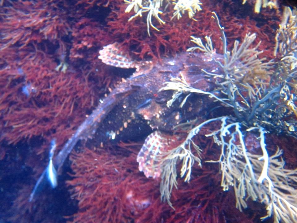 Scorpionfish
