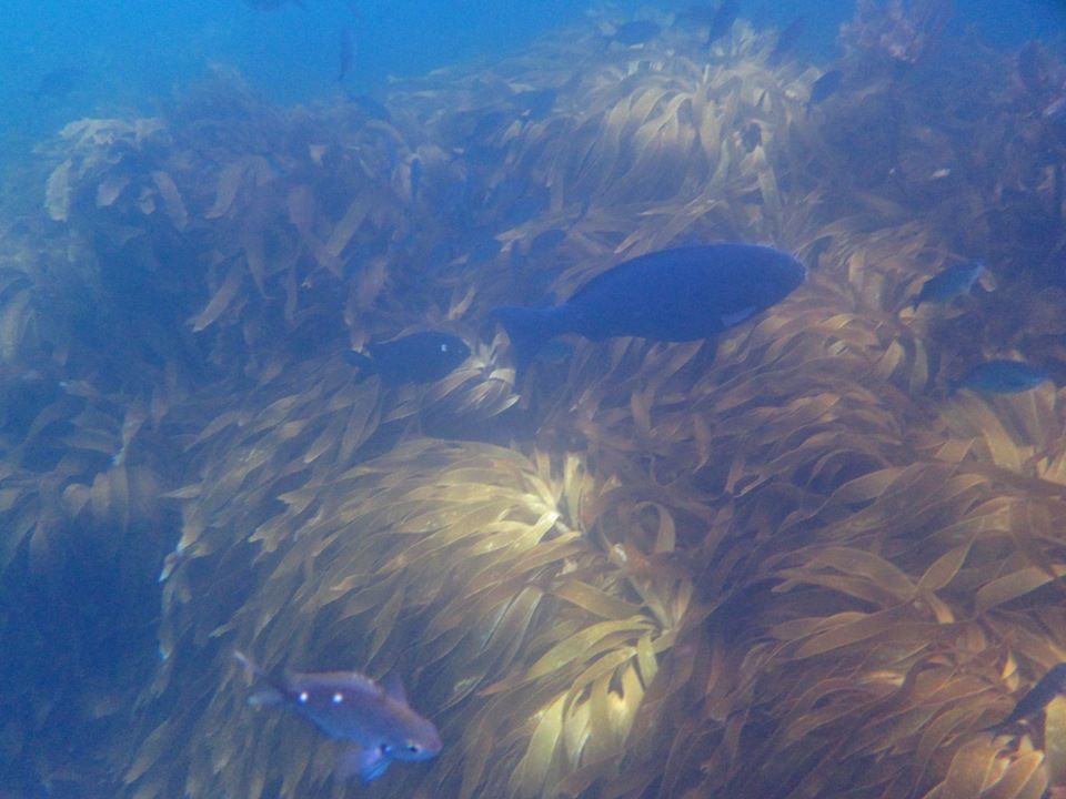 Poor Knights Islands