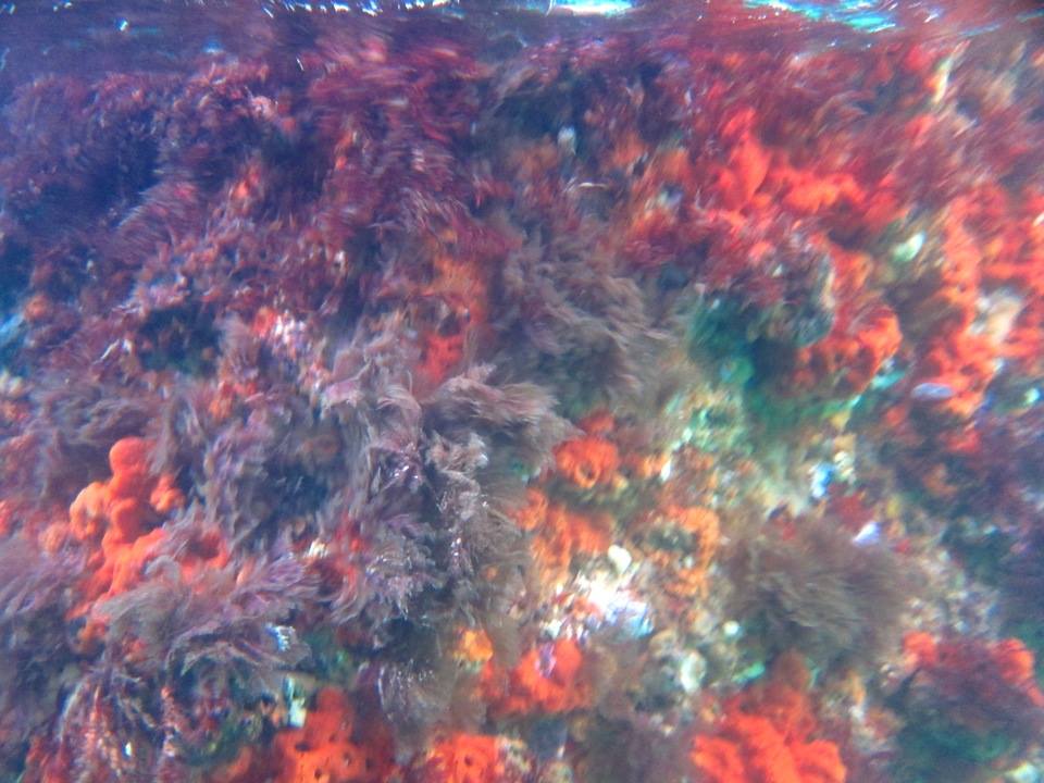 Poor Knights Islands