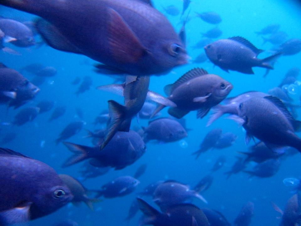 Poor Knights Islands