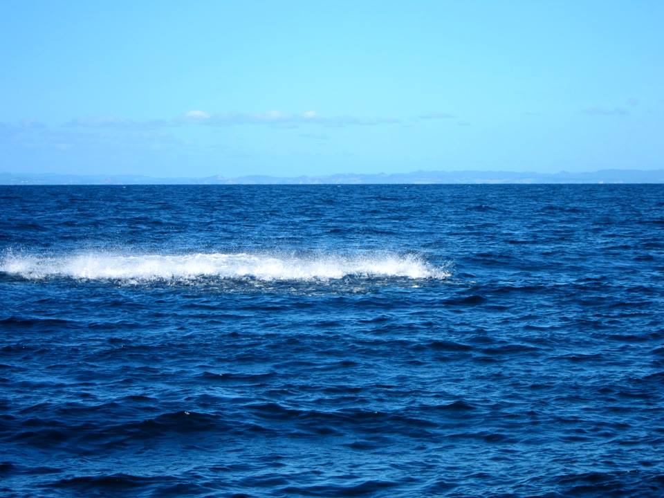 Poor Knights Islands