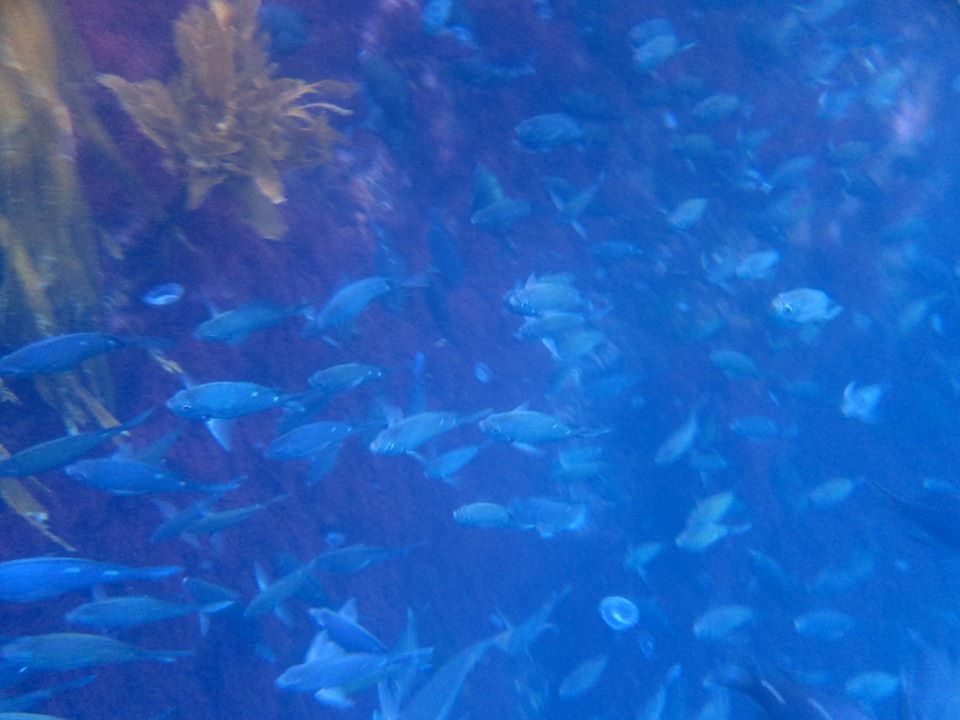 Poor Knights Islands