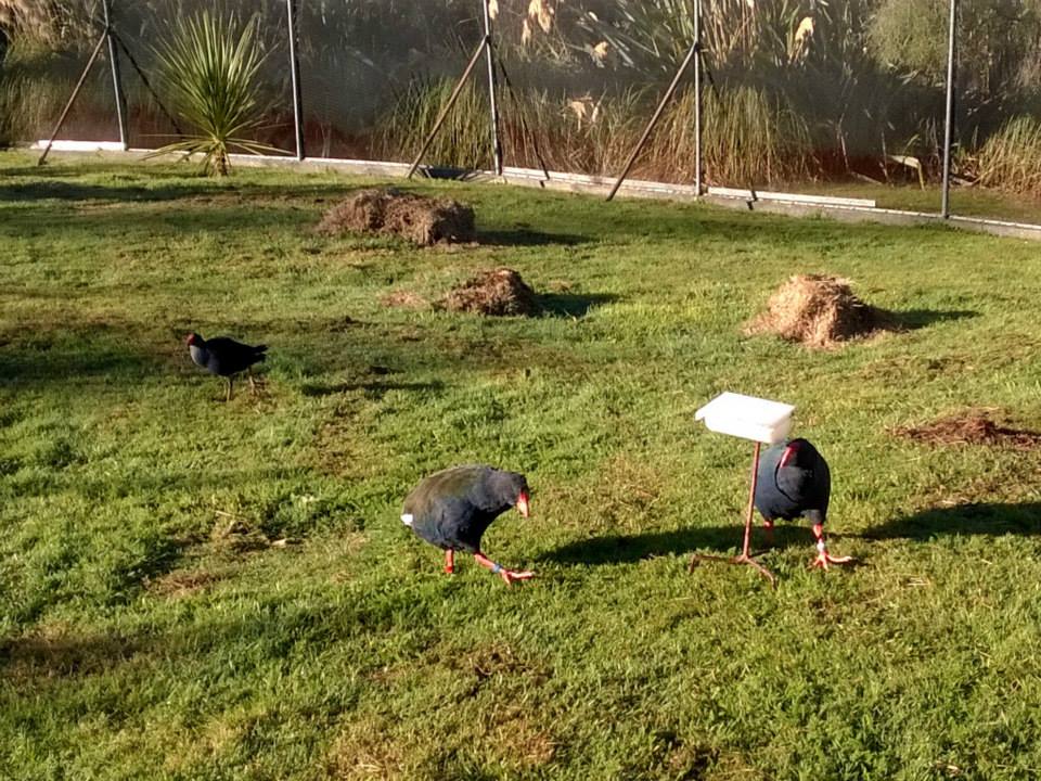Takahe