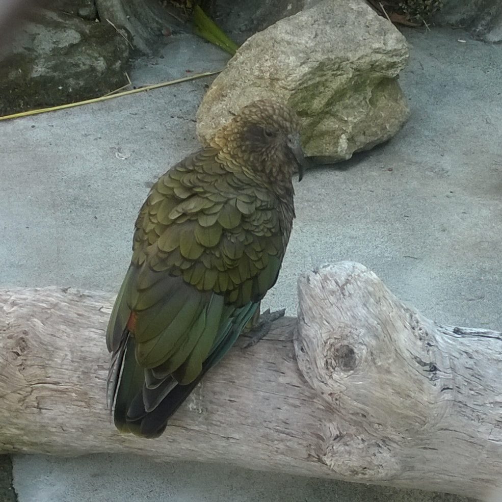 Te Anau Bird Sanctuary