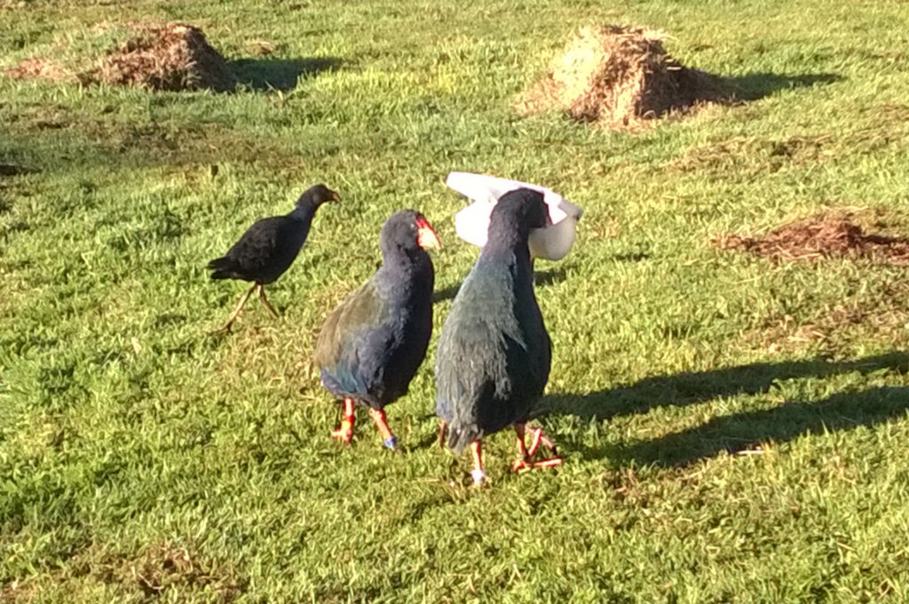 Te Anau Bird Sanctuary