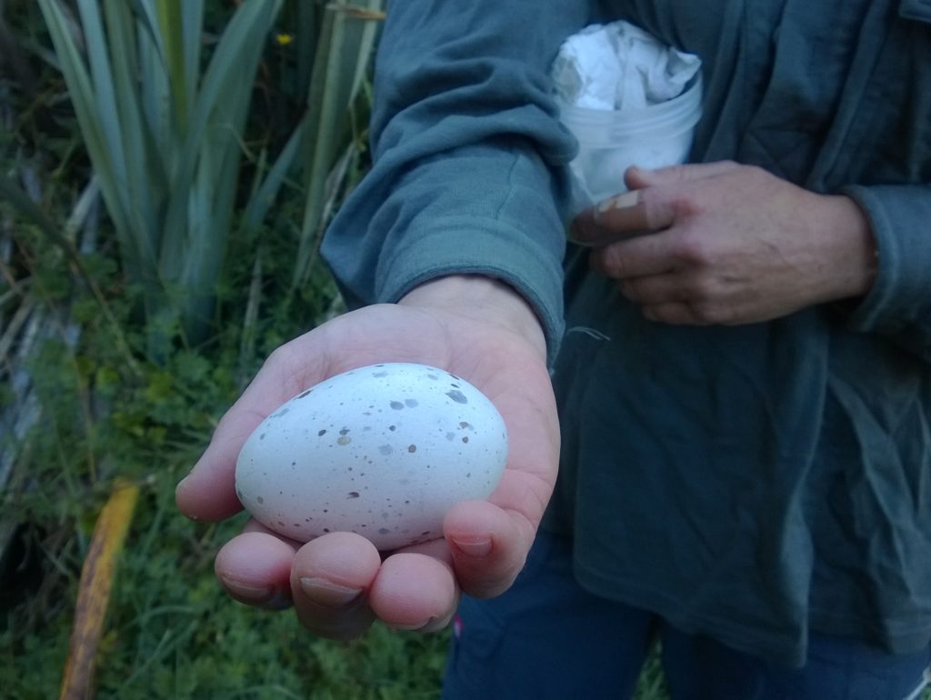 Te Anau Bird Sanctuary