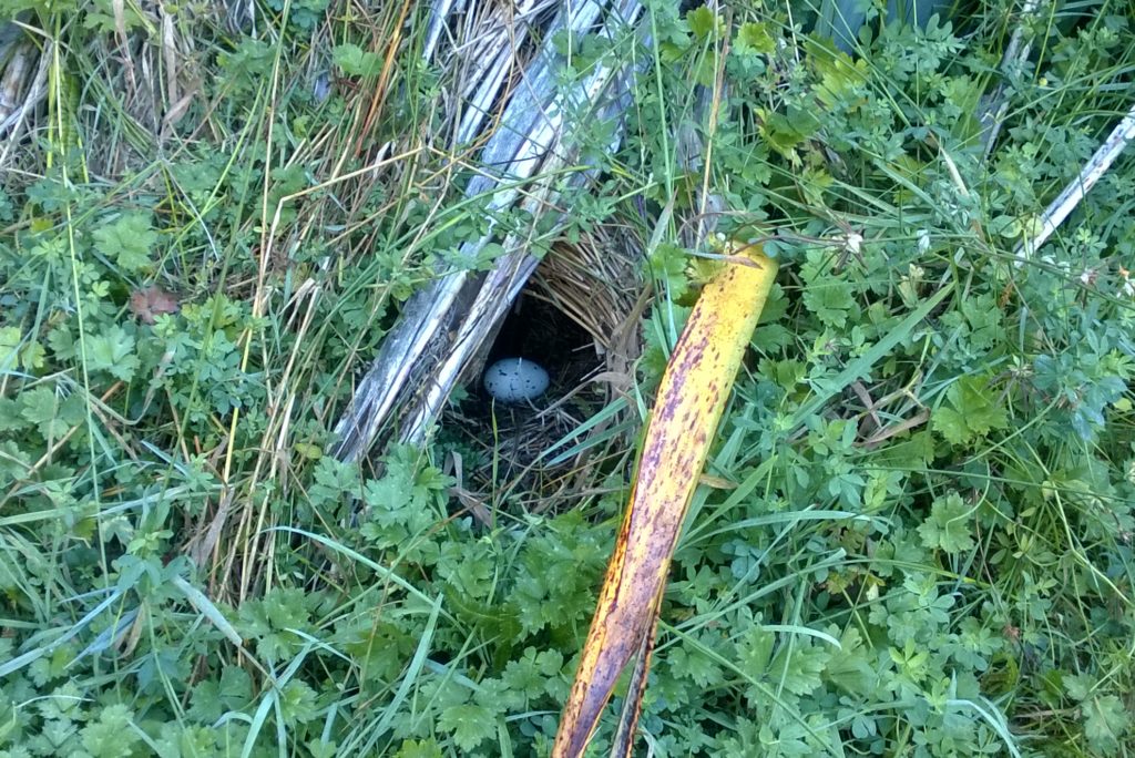 Te Anau Bird Sanctuary
