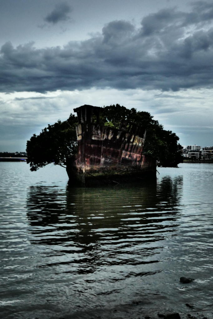 SS Ayrfield Floating Forest