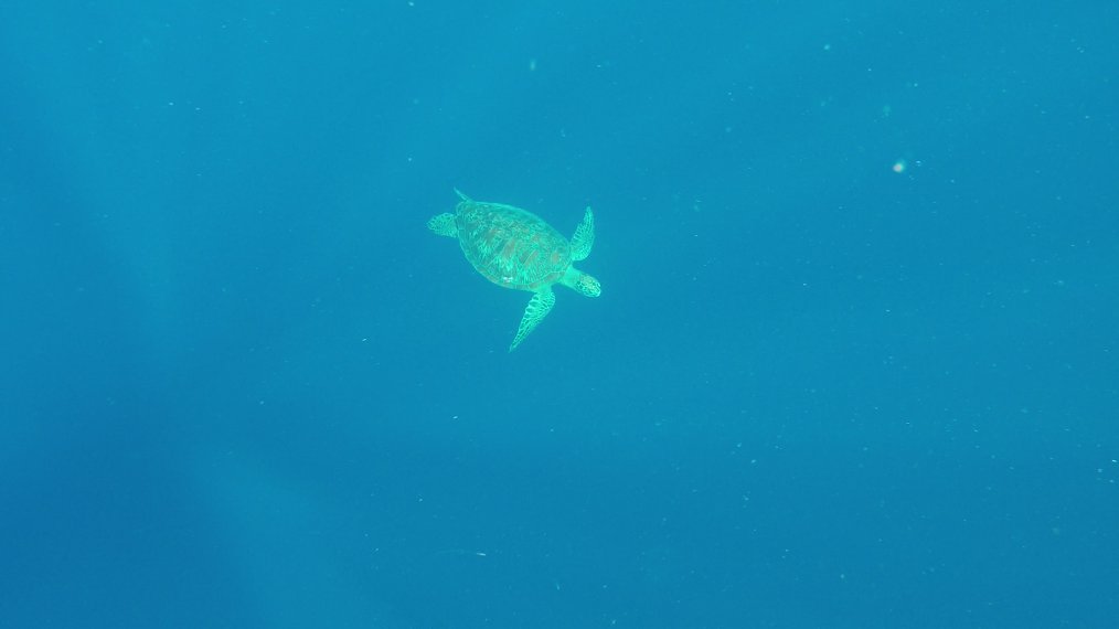 Green turle Balicasag island hopping