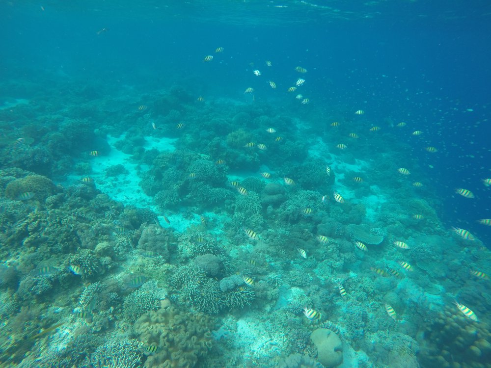 An Island Hopping Tour from Bohol: 5 Tips & True Thoughts 1