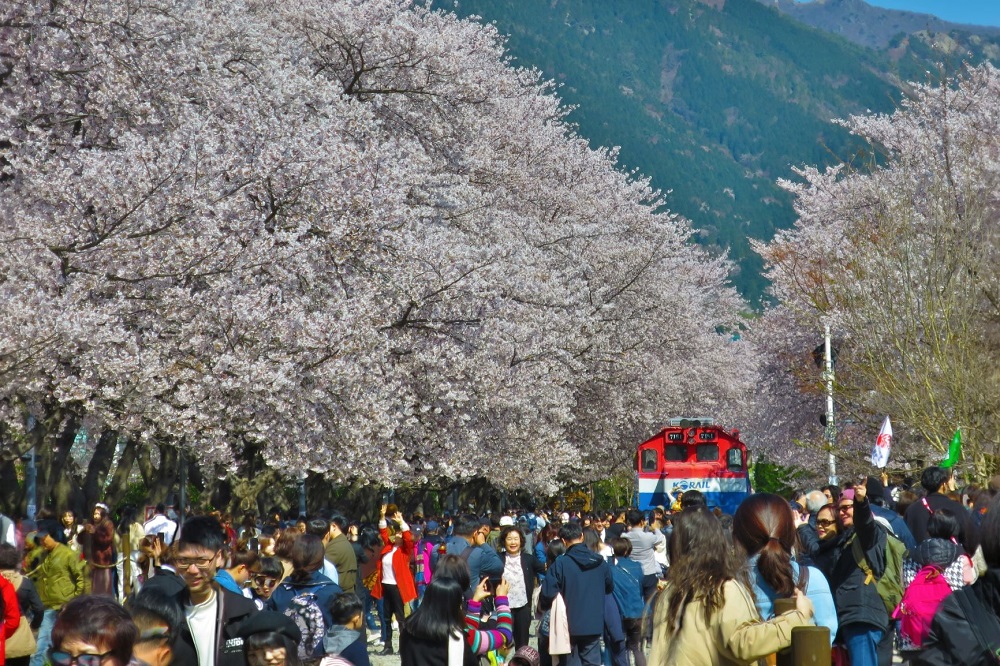 Gyeonghwa station cherry blossoms in Busan